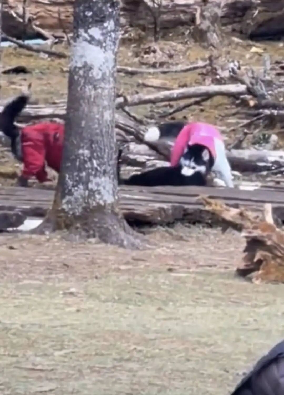 玉龙雪山景区两只未牵绳宠物狗撕咬羊羔，回应：暂无禁宠规定，已向上级部门反映