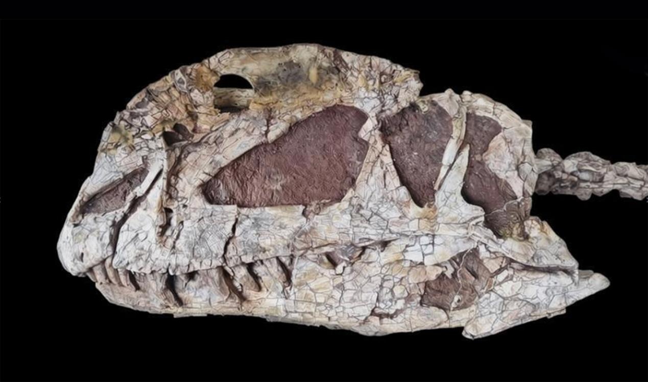 霸王龙化石大陆首展！来国家自然博物馆看中外暴龙首次同台