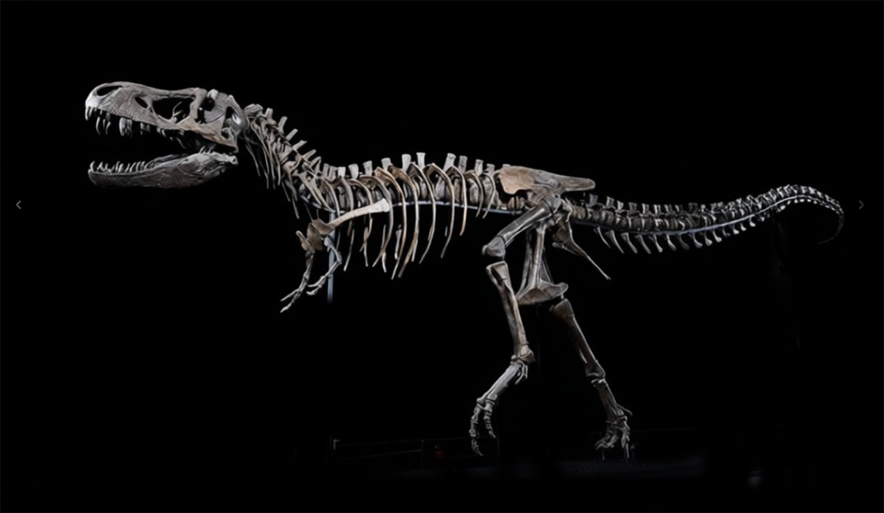 霸王龙化石大陆首展！来国家自然博物馆看中外暴龙首次同台