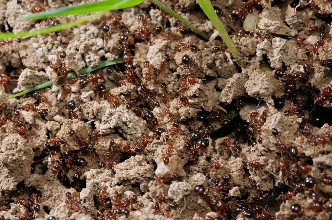 别碰、别踩！发现这种蚂蚁请立即上报