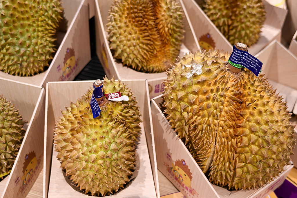又一批泰国榴莲到了！将送至成都、广州、上海等全国30多个城市