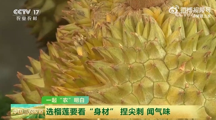 榴莲季来了！如何挑到“报恩榴莲”？这三个技巧很实用