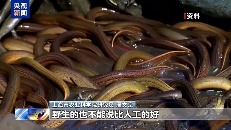 真相来了丨“一亩青小麦卖1500元” 别信！专家：亏本还违法