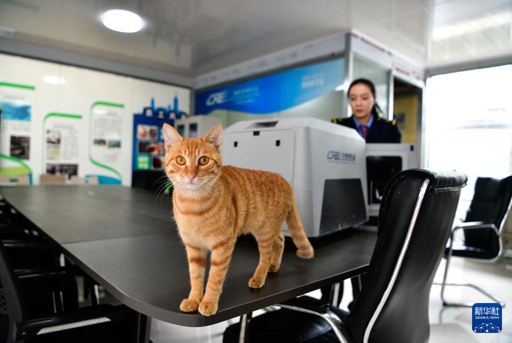 “五一”临近 “高铁快运”助力宠物出行