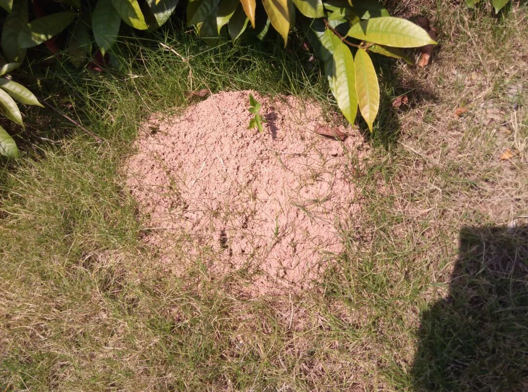 野外看见这种小土包，千万别踩！曾有人被误伤后，出现昏迷休克→