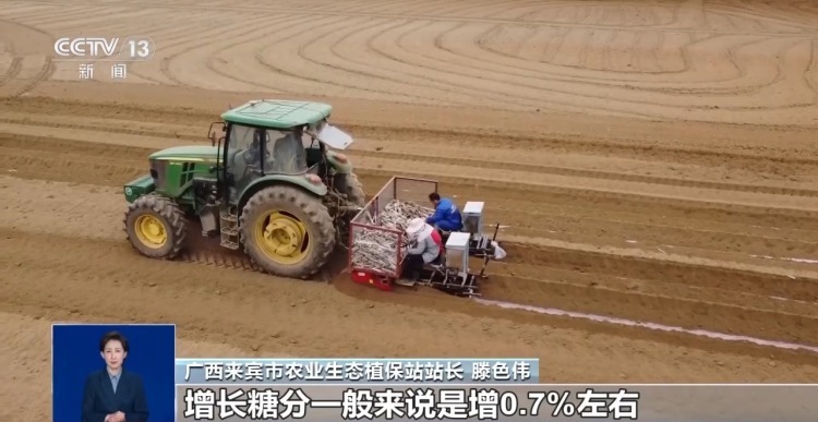 甘蔗地现“神秘小球”？网友疑心间谍投放 真相竟是“以虫治虫”→