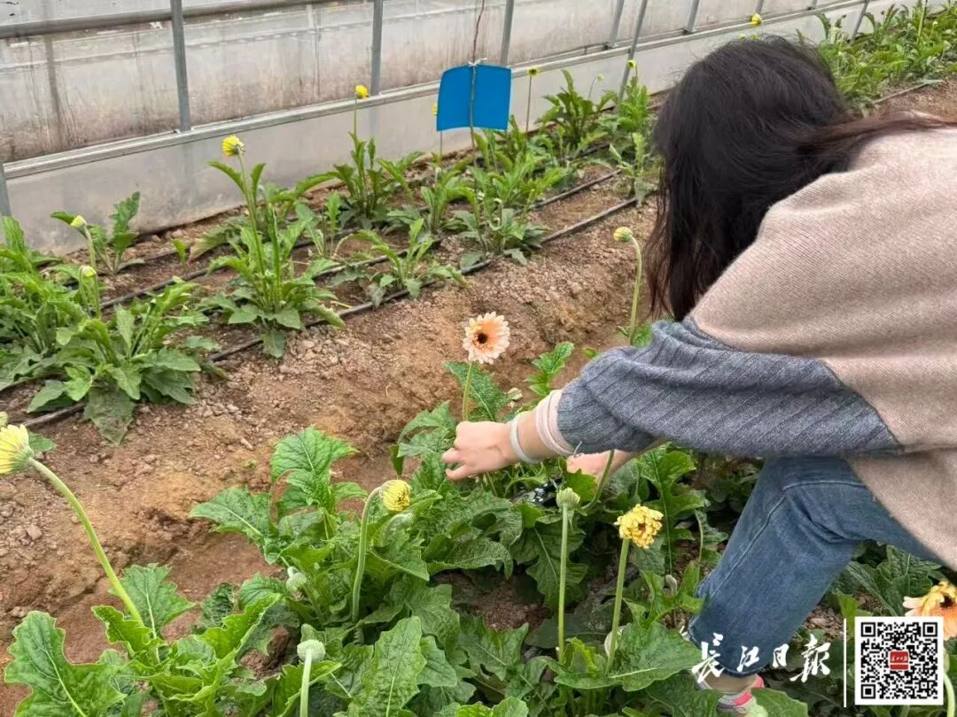 武汉“鲜花自助采摘”走红，有人排队等剪刀！低至1元/枝，“从早到晚基本没断过人”