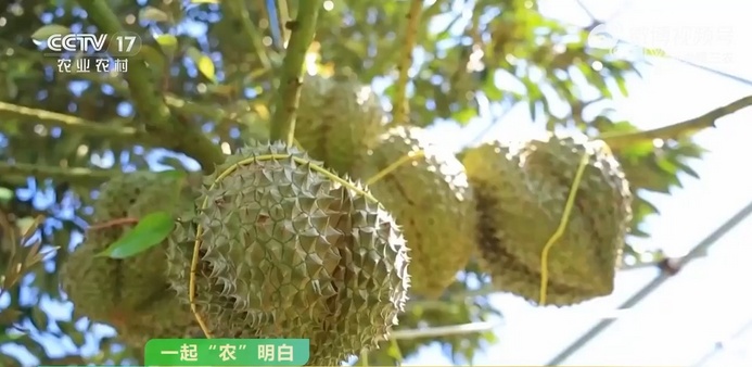 榴莲季来了！如何挑到“报恩榴莲”？这三个技巧很实用