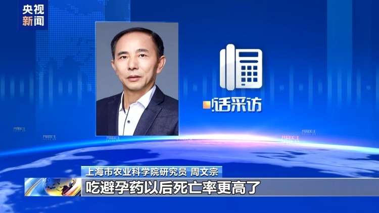 真相来了丨“一亩青小麦卖1500元” 别信！专家：亏本还违法