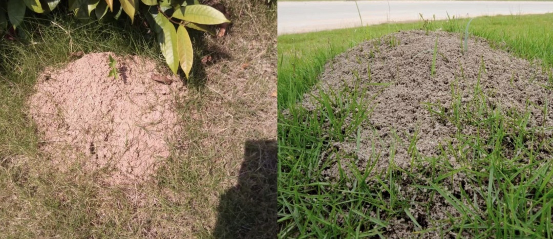 别碰、别踩！发现这种蚂蚁请立即上报