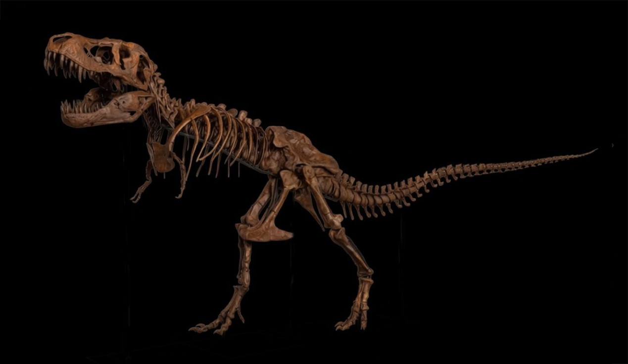 霸王龙化石大陆首展！来国家自然博物馆看中外暴龙首次同台