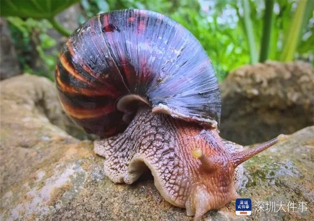“只是摸了一下”，深圳1岁女童小区玩耍，确诊严重脑炎！最近很多人见到，千万别碰