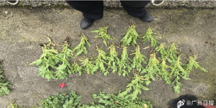 轻信“罂粟当菜吃”，六旬老汉自家楼顶种810株罂粟获刑