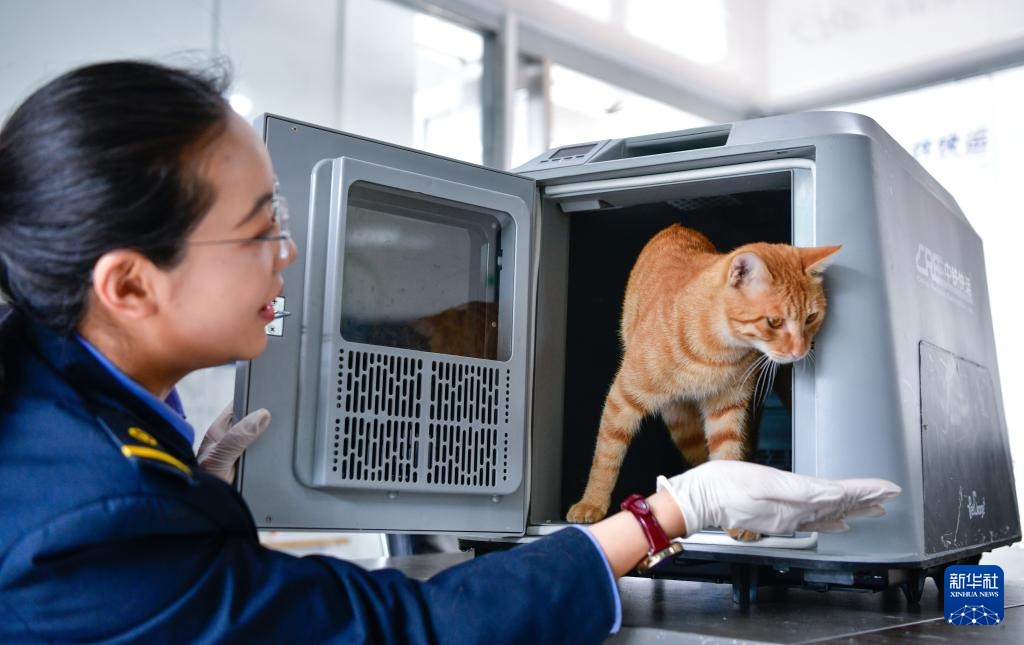 “五一”临近 “高铁快运”助力宠物出行