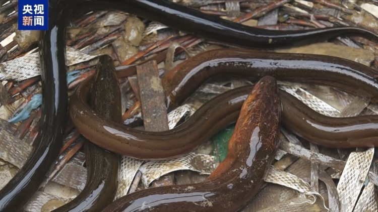 真相来了丨“一亩青小麦卖1500元” 别信！专家：亏本还违法