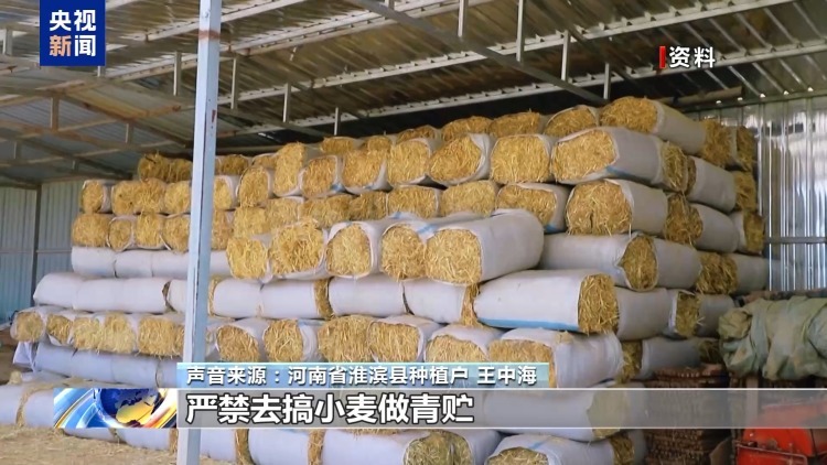 真相来了丨“一亩青小麦卖1500元” 别信！专家：亏本还违法