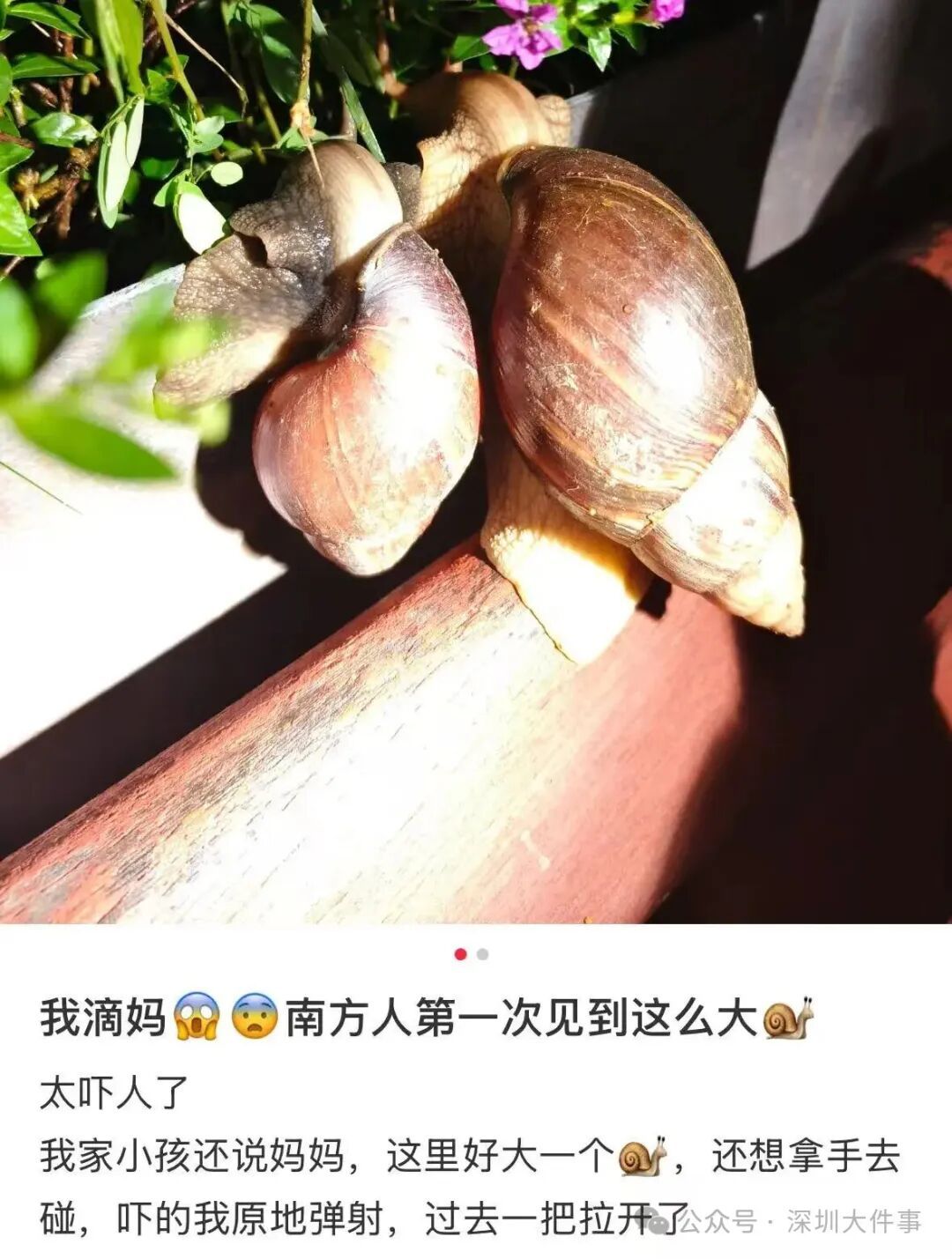 “只是摸了一下”，深圳1岁女童小区玩耍，确诊严重脑炎！最近很多人见到，千万别碰