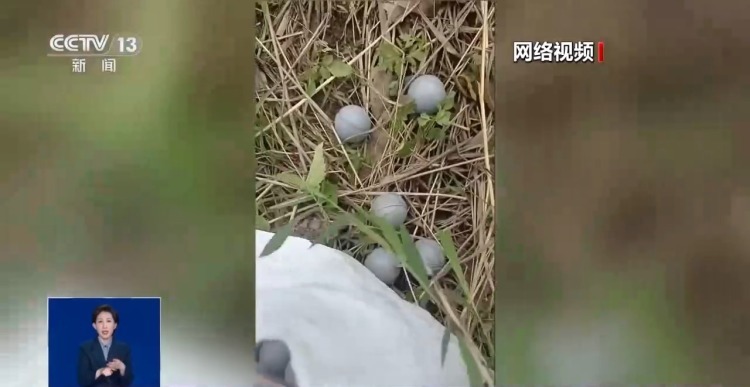 甘蔗地现“神秘小球”？网友疑心间谍投放 真相竟是“以虫治虫”→