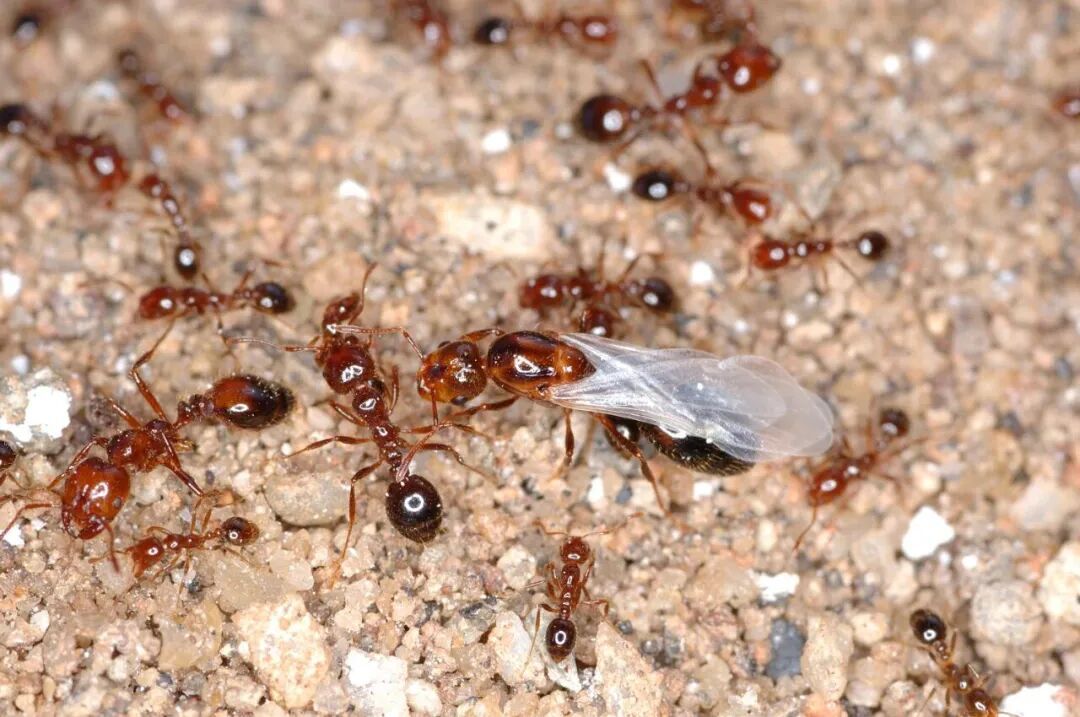 别碰、别踩！发现这种蚂蚁请立即上报