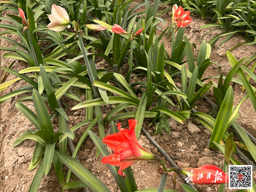 武汉“鲜花自助采摘”走红，有人排队等剪刀！低至1元/枝，“从早到晚基本没断过人”