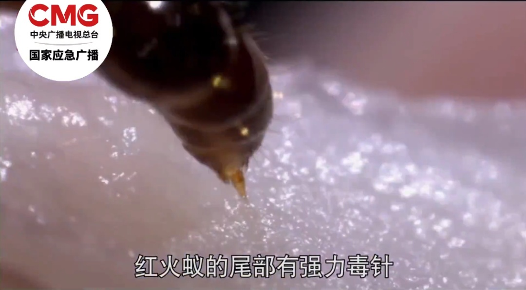 别碰、别踩！发现这种蚂蚁请立即上报