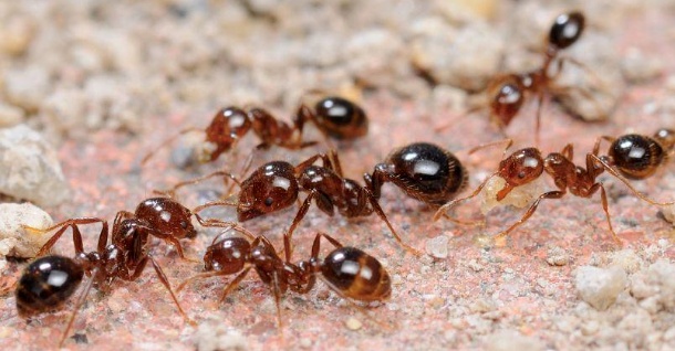 野外看见这种小土包，千万别踩！曾有人被误伤后，出现昏迷休克→