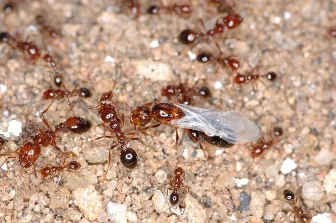 野外看见这种小土包，千万别踩！曾有人被误伤后，出现昏迷休克→