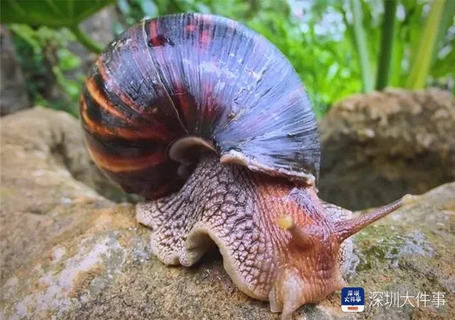 “有毒，快丢掉！”1岁女童小区玩耍，确诊严重脑炎！雨后尤其要注意→