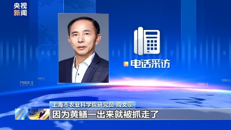 真相来了丨“一亩青小麦卖1500元” 别信！专家：亏本还违法