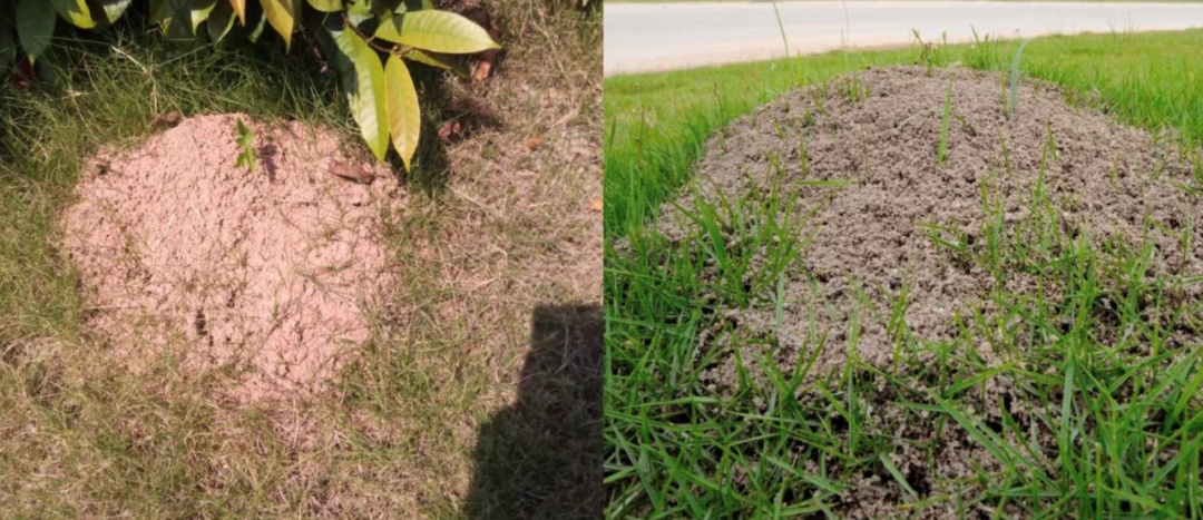 野外看见这种小土包，千万别踩！曾有人被误伤后，出现昏迷休克→