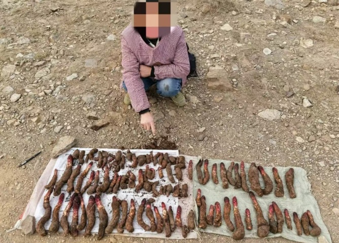 宁夏警方抓获5人，现场查获野生锁阳486株！