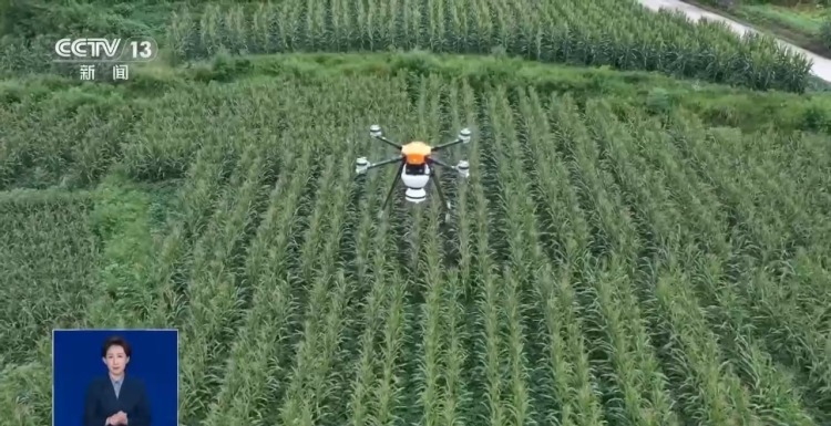 甘蔗地现“神秘小球”？网友疑心间谍投放 真相竟是“以虫治虫”→