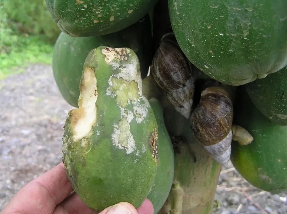 “有毒，快丢掉！”1岁女童小区玩耍，确诊严重脑炎！雨后尤其要注意→