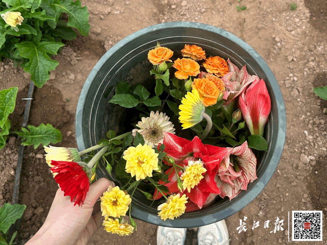 武汉“鲜花自助采摘”走红，有人排队等剪刀！低至1元/枝，“从早到晚基本没断过人”