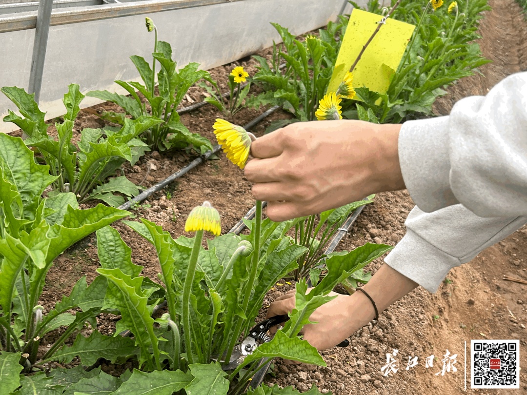 武汉“鲜花自助采摘”走红，有人排队等剪刀！低至1元/枝，“从早到晚基本没断过人”