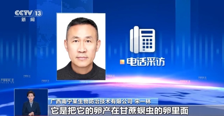 甘蔗地现“神秘小球”？网友疑心间谍投放 真相竟是“以虫治虫”→