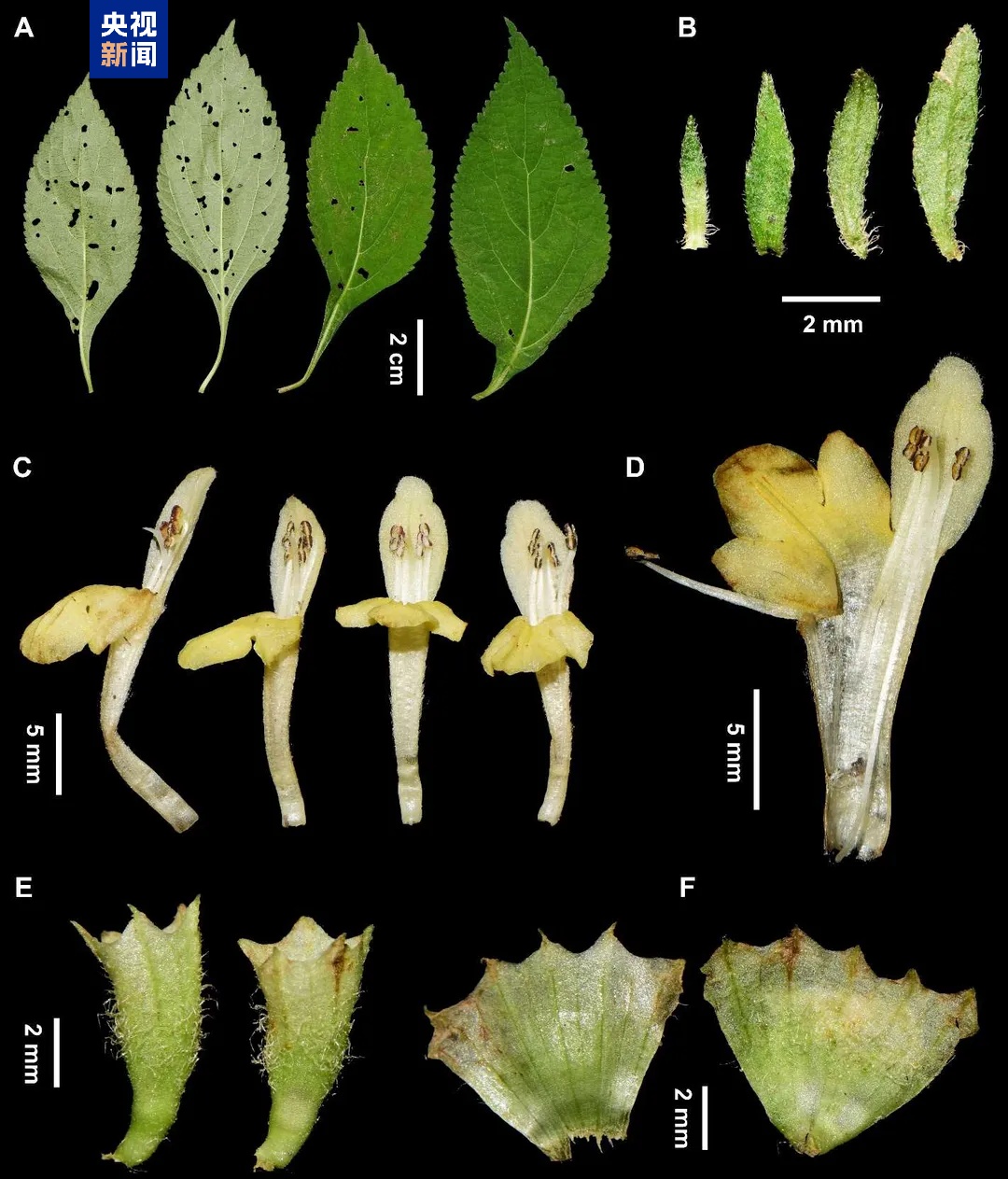 川陕交界发现植物新物种 命名为“大巴山假糙苏”