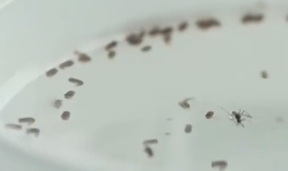 上海被列为蚊媒传染病防控Ⅱ类地区，疾控部门：今年白纹伊蚊出现时间有所提前