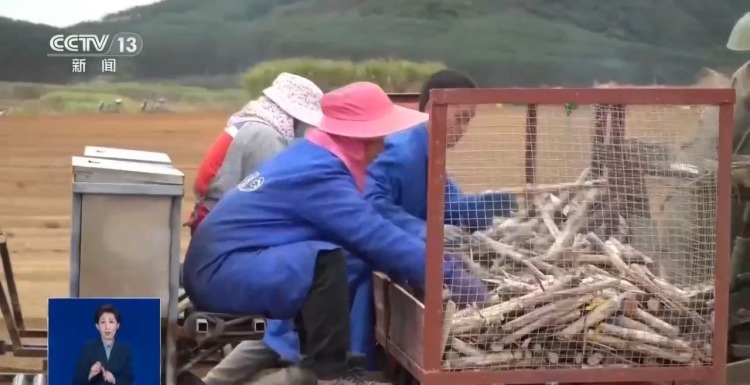 甘蔗地现“神秘小球”？网友疑心间谍投放 真相竟是“以虫治虫”→