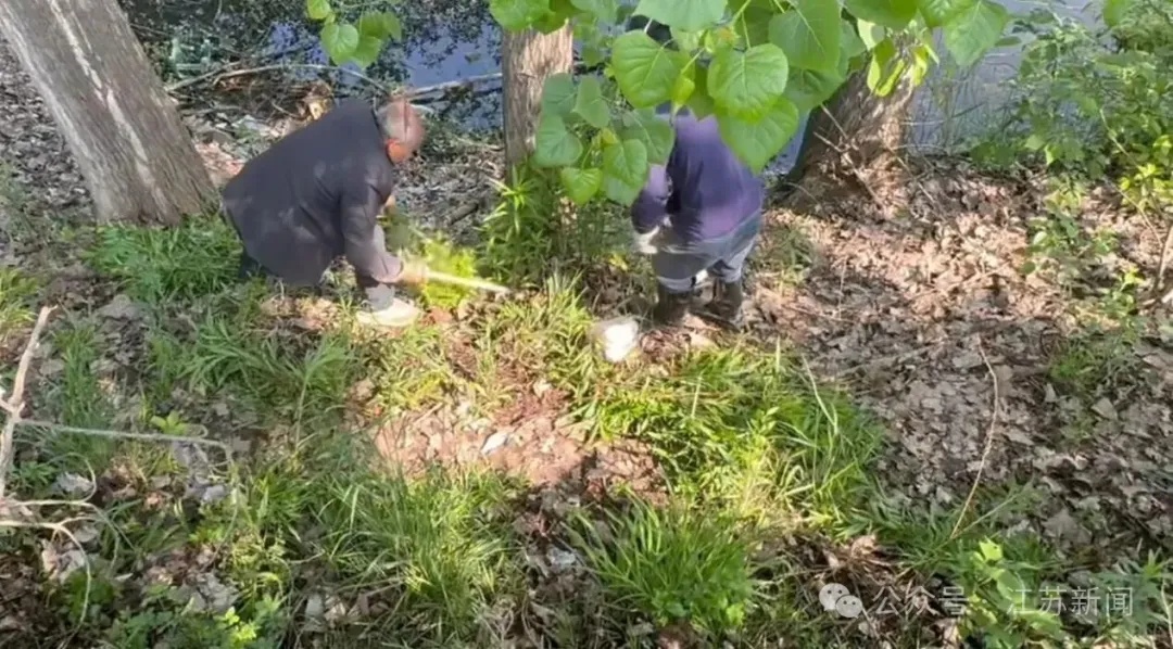 注意！这种野菜不能吃 这是有毒的入侵物种