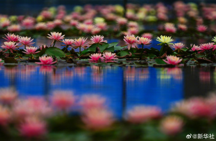 睡莲绽放像琉璃花灯