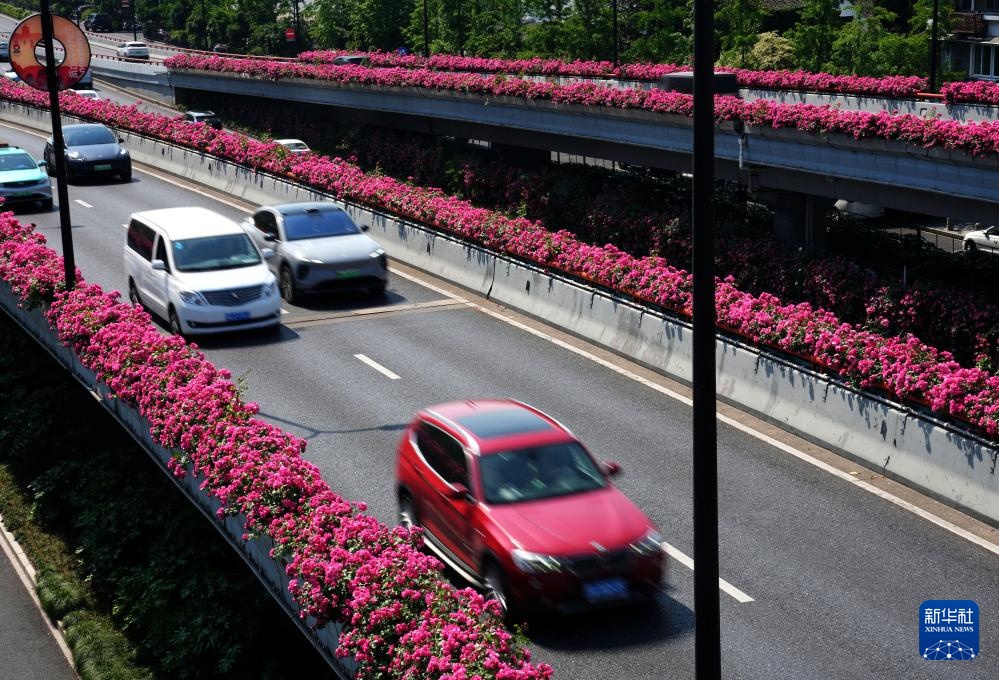 杭州：“空中花廊”高架月季盛放