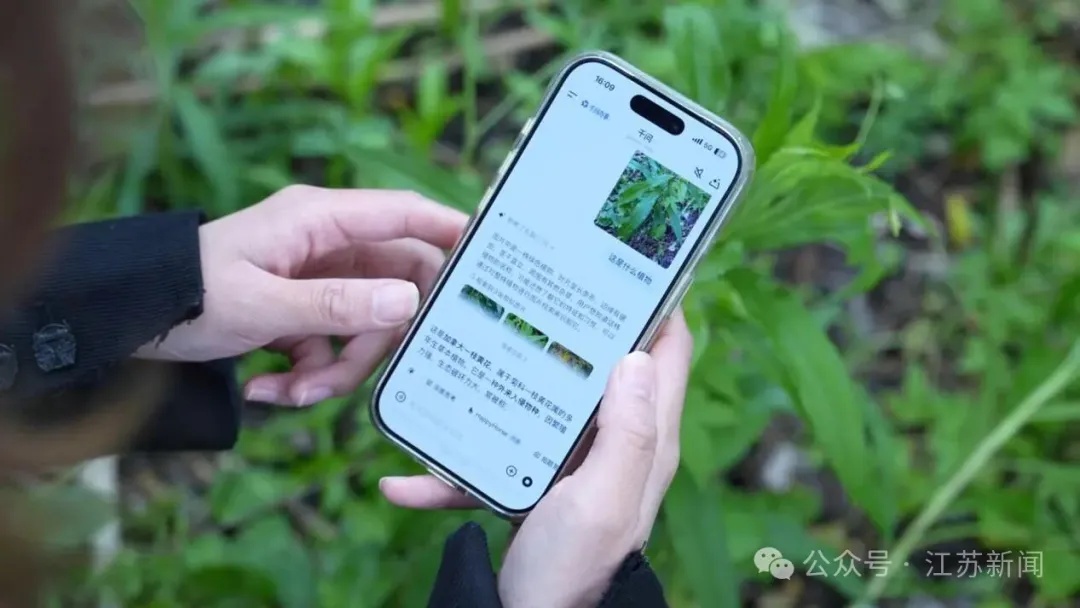 注意！这种野菜不能吃 这是有毒的入侵物种