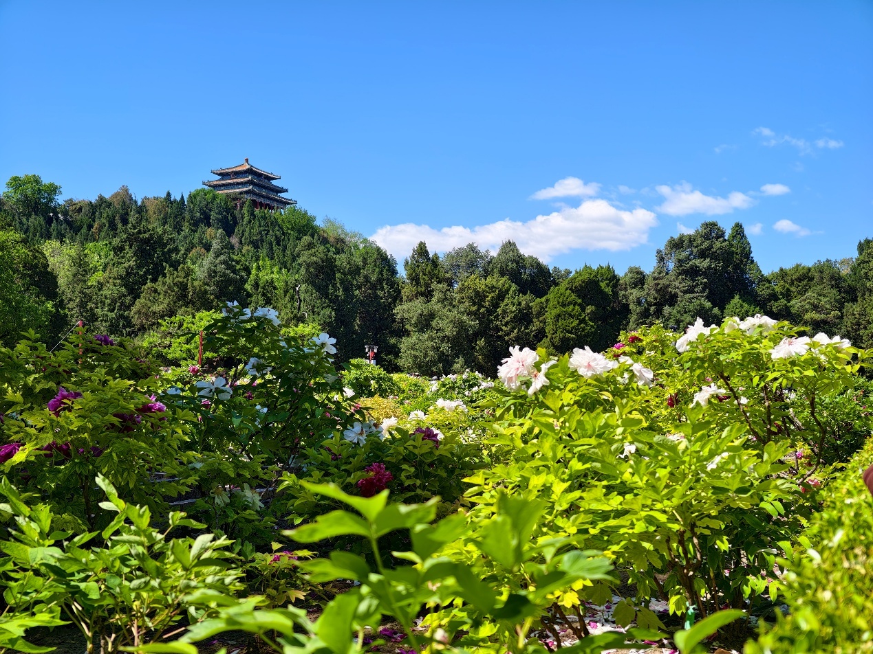 碧空流云下的北京公园有多美？组图来袭