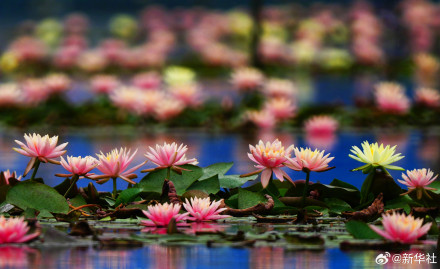 睡莲绽放像琉璃花灯