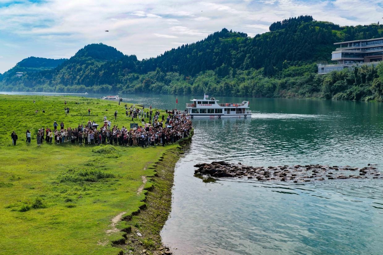 四川蓬安：嘉陵江上演“百牛渡江”景观
