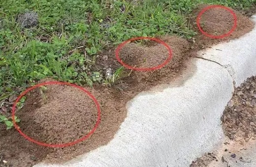 看到这种小土包，千万别碰：严重可致命！浙江也有，发现立即上报