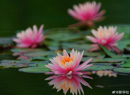 睡莲绽放像琉璃花灯