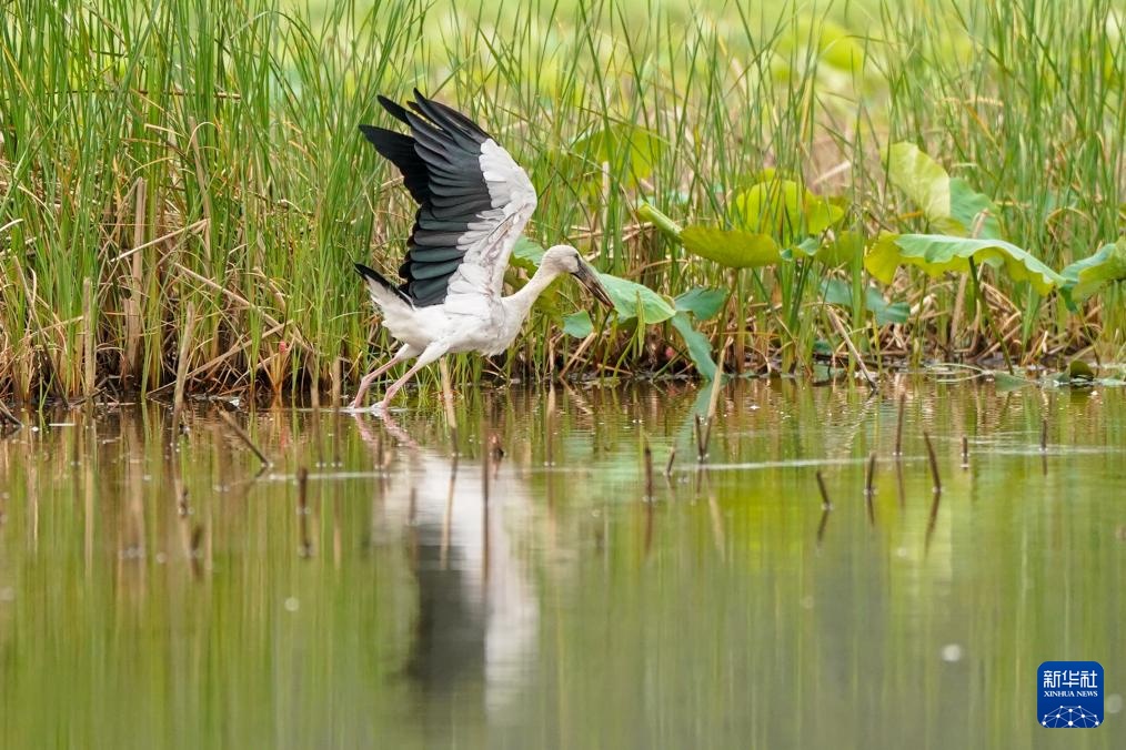 云南普者黑：山清水秀 候鸟翩跹
