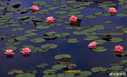 睡莲绽放像琉璃花灯